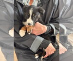 Small Photo #2 Border Collie Puppy For Sale in Tenafly, NJ, USA