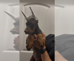 Small #3 Doberman Pinscher