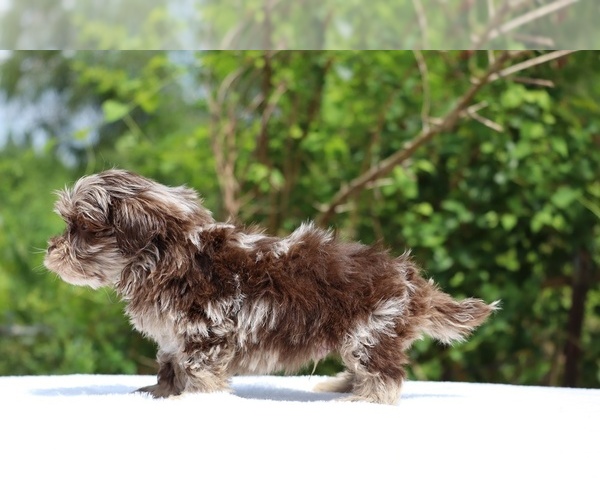 Medium Photo #25 ShihPoo Puppy For Sale in DYERSBURG, TN, USA