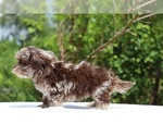 Small #24 ShihPoo