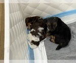 Small #6 Yorkshire Terrier