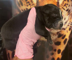 Small #1 American Bully