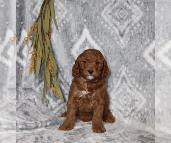 Medium Photo #1 Goldendoodle (Miniature) Puppy For Sale in WOLCOTTVILLE, IN, USA