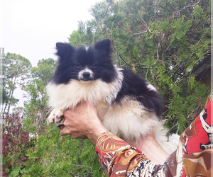 Pomeranian Puppy for sale in WEST PALM BEACH, FL, USA