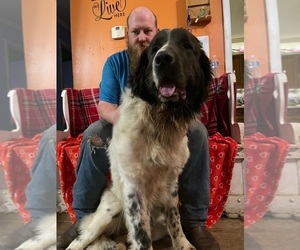 Father of the Newfoundland puppies born on 11/15/2025