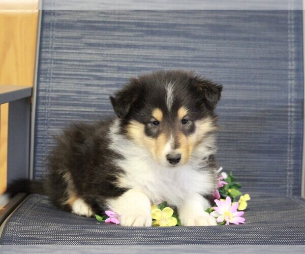 Medium Photo #2 Collie Puppy For Sale in APPLE CREEK, OH, USA