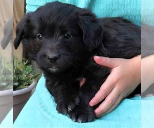 Pembroke Welsh Corgi-Poodle (Miniature) Mix Puppy for sale in LANCASTER, PA, USA