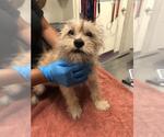 Small Mutt