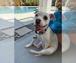 Small #1 American Pit Bull Terrier Mix