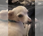 Small #4 Chihuahua