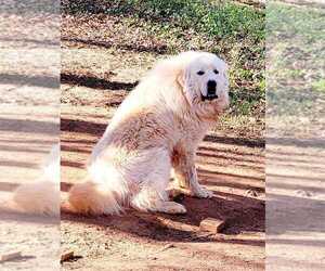 Father of the Great Pyrenees puppies born on 02/27/2024