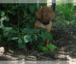Small #2 Vizsla