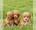 Small #1 Goldendoodle (Miniature)
