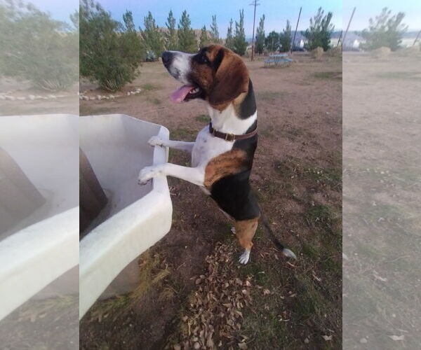 Medium Photo #4 Beagle Walker Coonhound Puppy For Sale in Apple Valley, CA, USA