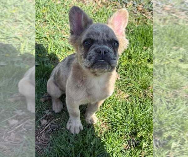 Medium Photo #1 French Bulldog Puppy For Sale in DECATUR, IL, USA