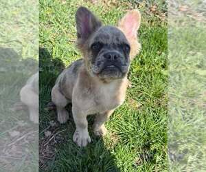 French Bulldog Puppy for sale in DECATUR, IL, USA