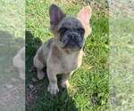 Small French Bulldog