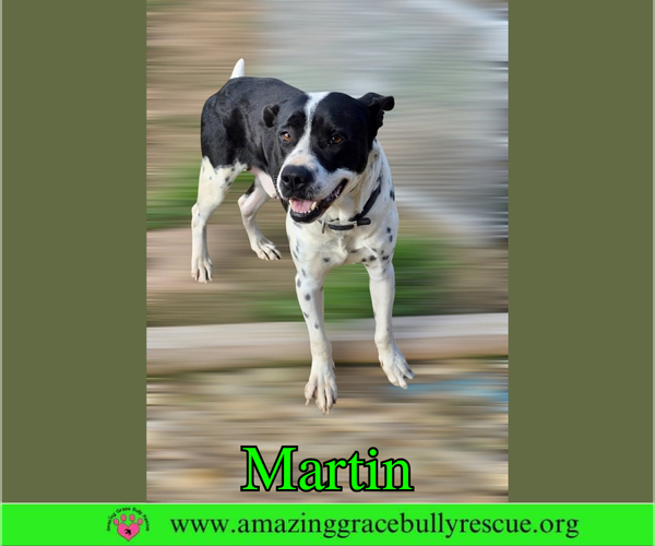 Medium Photo #4 Bulldog-Pointer Mix Puppy For Sale in Milton, FL, USA