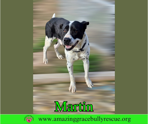 Martin - Male Bulldog-Pointer Mix Dog for Adoption - Photo #4