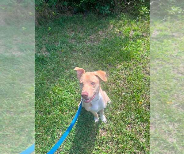 Medium Photo #3 Mutt Puppy For Sale in Candler, NC, USA