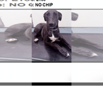 Small #3 Labrador Retriever Mix
