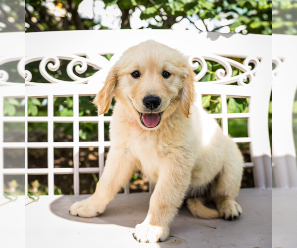 Medium Photo #1 Golden Retriever Puppy For Sale in WAKARUSA, IN, USA
