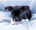 Puppy Zach Boston Terrier