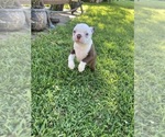 Small #5 Boston Terrier
