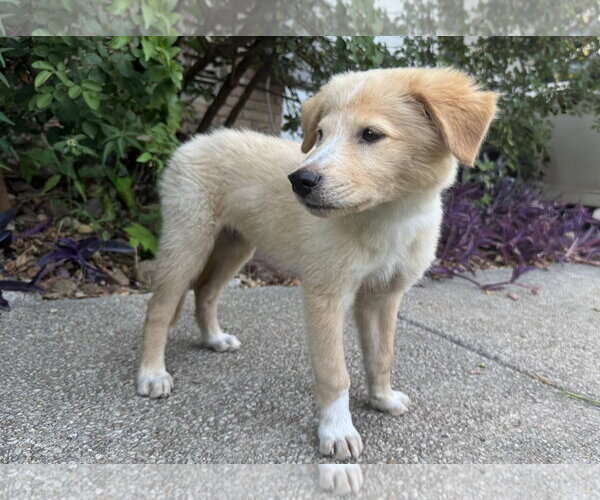 Medium Photo #7 Golden Retriever-Unknown Mix Puppy For Sale in PIPE CREEK, TX, USA