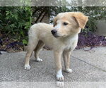 Small #6 Golden Retriever Mix