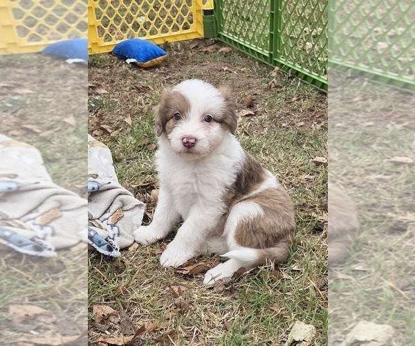 Medium Photo #10 Aussiedoodle Puppy For Sale in WILLS POINT, TX, USA