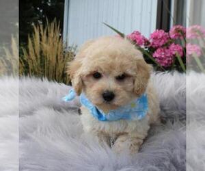 Poodle (Miniature) Puppy for sale in ORO VALLEY, AZ, USA