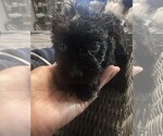 Small #4 Schnauzer (Miniature)