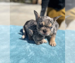 Small #30 French Bulldog