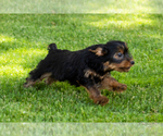 Small #2 Yorkshire Terrier
