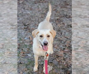 Tinsly - Female Labrador Retriever-Unknown Mix Dog for Adoption - Photo #18
