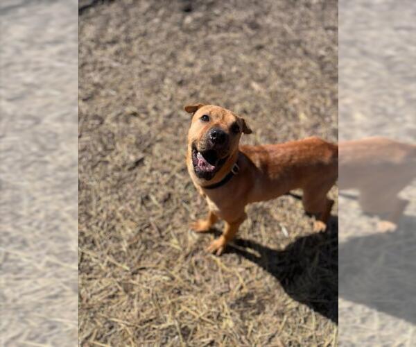 Medium Photo #1 Chinese Shar-Pei Puppy For Sale in Saginaw, MI, USA