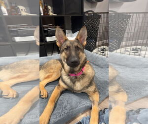 Mutt Dogs for adoption in Woodbury, NY, USA