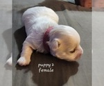 Small Photo #7 Maltese Puppy For Sale in CLEARWATER, FL, USA
