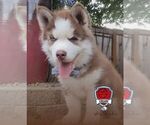 Small Photo #2 Siberian Husky Puppy For Sale in SHERWOOD, OR, USA