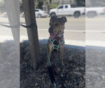 Small #3 Staffordshire Bull Terrier