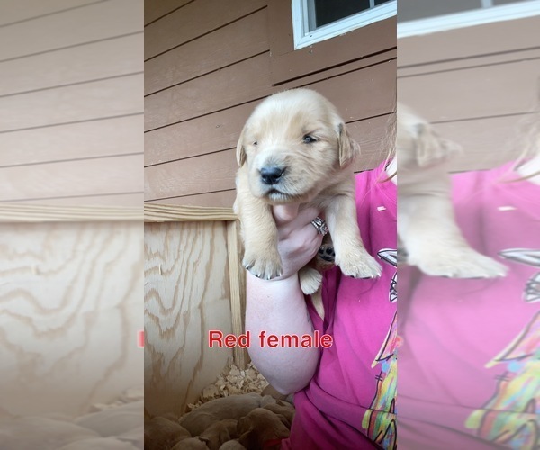 Medium Photo #2 Golden Retriever Puppy For Sale in PHIL CAMPBELL, AL, USA