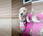 Small Photo #2 Golden Retriever Puppy For Sale in PHIL CAMPBELL, AL, USA