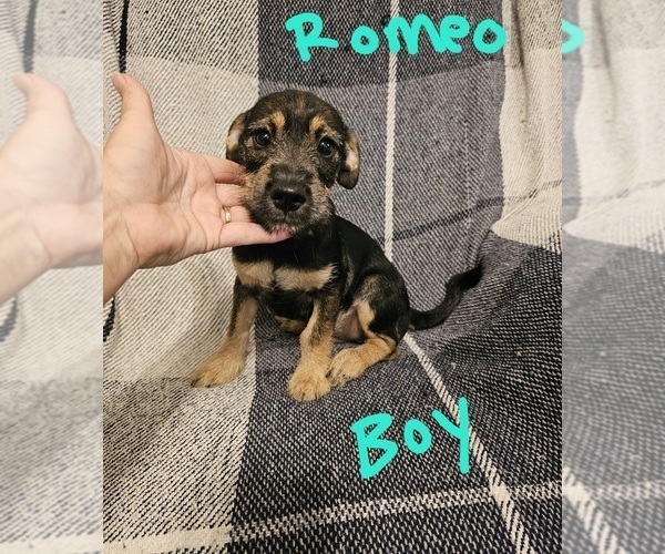 Medium Photo #13 Chizer Puppy For Sale in MONTEZUMA, GA, USA