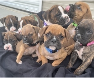Boxer Puppy for sale in LUCERNE VALLEY, CA, USA