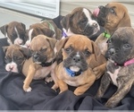 Small Photo #1 Boxer Puppy For Sale in LUCERNE VALLEY, CA, USA