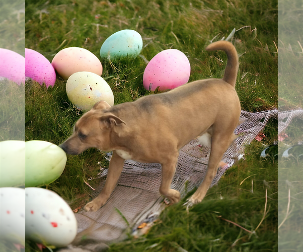 Medium Photo #1 American Staffordshire Terrier-Black Mouth Cur Mix Puppy For Sale in Orange Grove, TX, USA