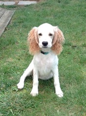 Cock-A-Poo Puppy for sale in SHIPPENSBURG, PA, USA