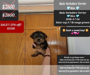 Yorkshire Terrier Puppy for sale in TUCSON, AZ, USA