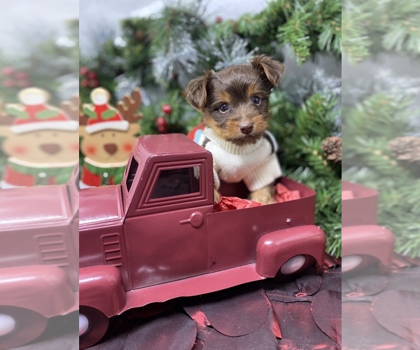 Medium Photo #4 Shorkie Tzu-Yorkshire Terrier Mix Puppy For Sale in SELLERSBURG, IN, USA